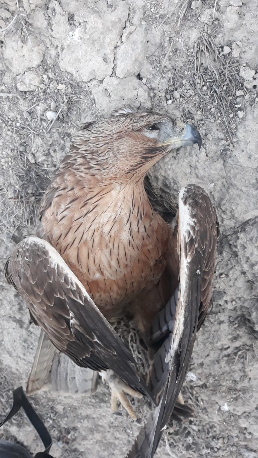 Ecologistas en acción denuncia su muerte y recuerda que la especie está catalogada como vulnerable Ecologistas en acción denuncia su muerte y recuerda que la especie está catalogada como vulnerable