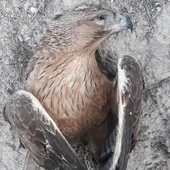 Ecologistas en acción denuncia su muerte y recuerda que la especie está catalogada como vulnerable Ecologistas en acción denuncia su muerte y recuerda que la especie está catalogada como vulnerable