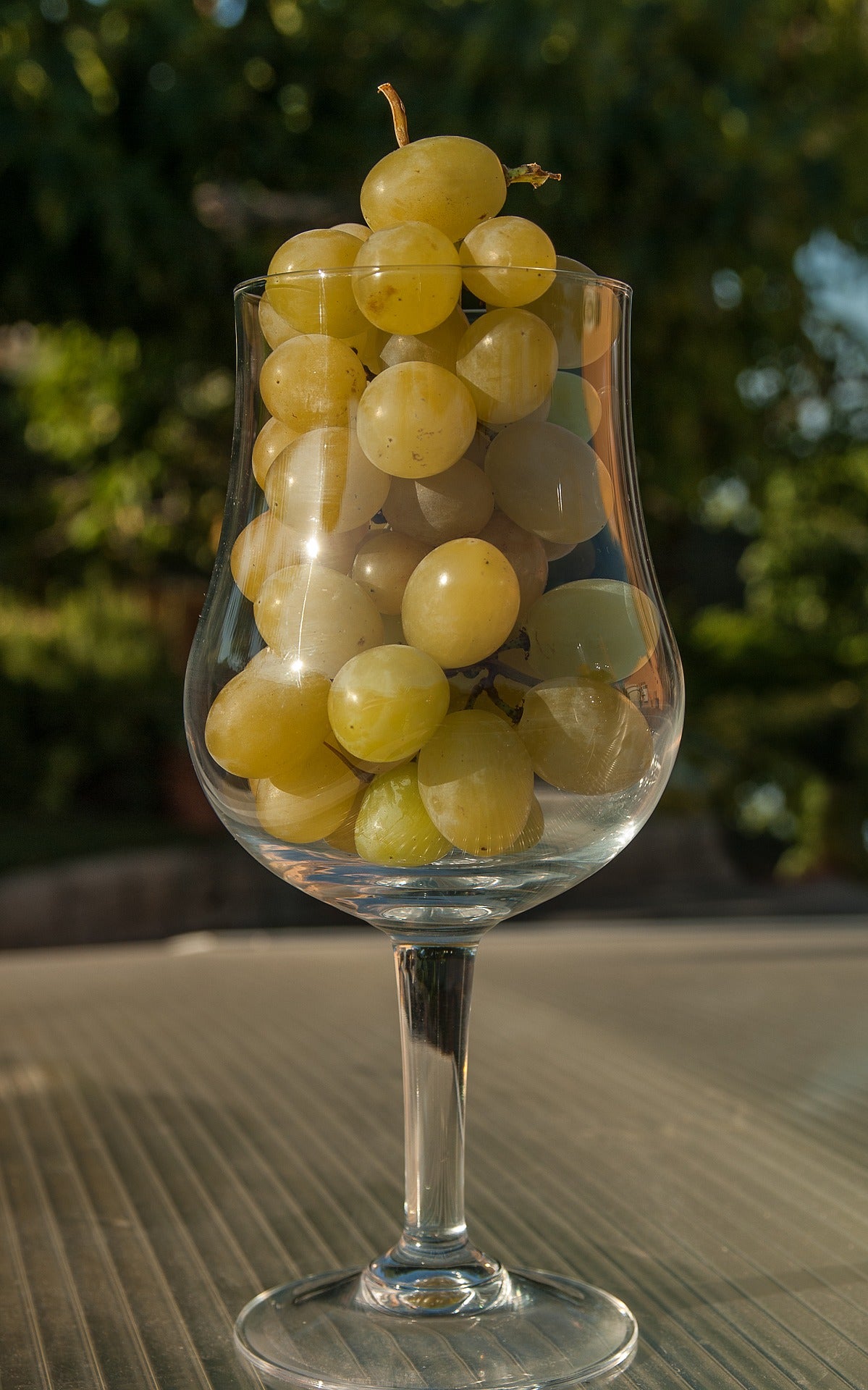 Dos de cada tres uvas que comeremos en nochevieja son de la DO Uva embolsada del Vinalopó Dos de cada tres uvas que comeremos en nochevieja son de la DO Uva embolsada del Vinalopó