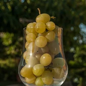 ¿Por qué tomamos 12 uvas para despedir el año? ¿Por qué tomamos 12 uvas para despedir el año?
