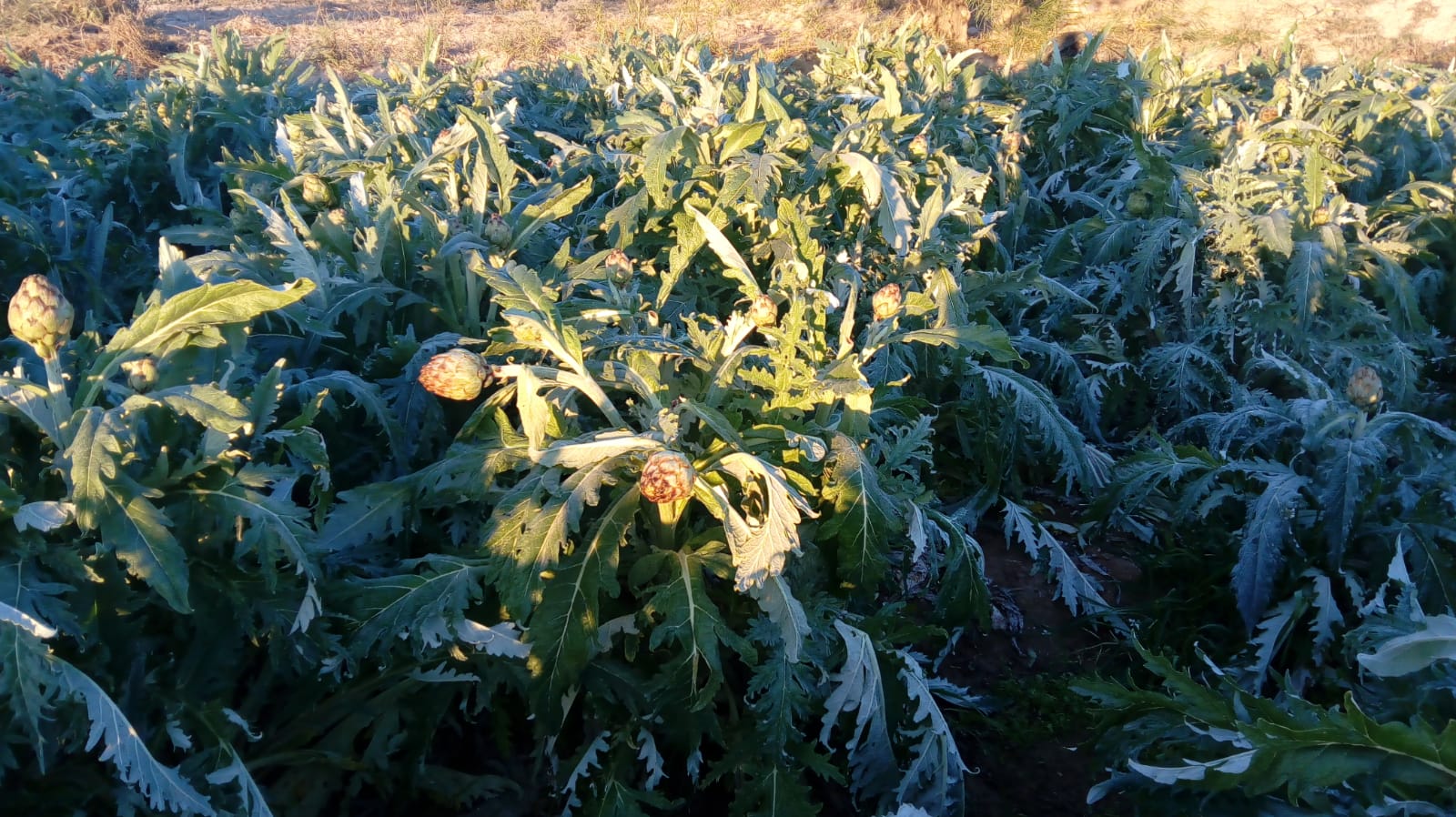 Filomena deja pérdidas de 9,9 millones en la producción de hortalizas de la comunitat Filomena deja pérdidas de 9,9 millones en la producción de hortalizas de la comunitat