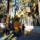Dámaso Aparicio, ha informado que se han iniciado los trabajos de escarda y retirada de hojas de las palmeras municipales del Palmeral de San Antón 
