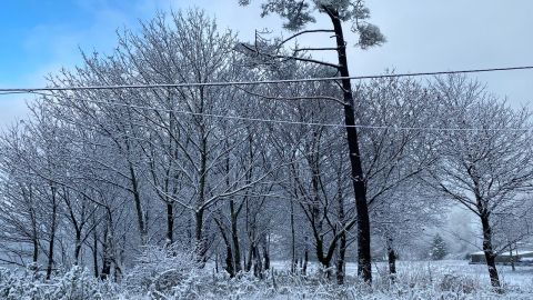 Nieve en Curtis