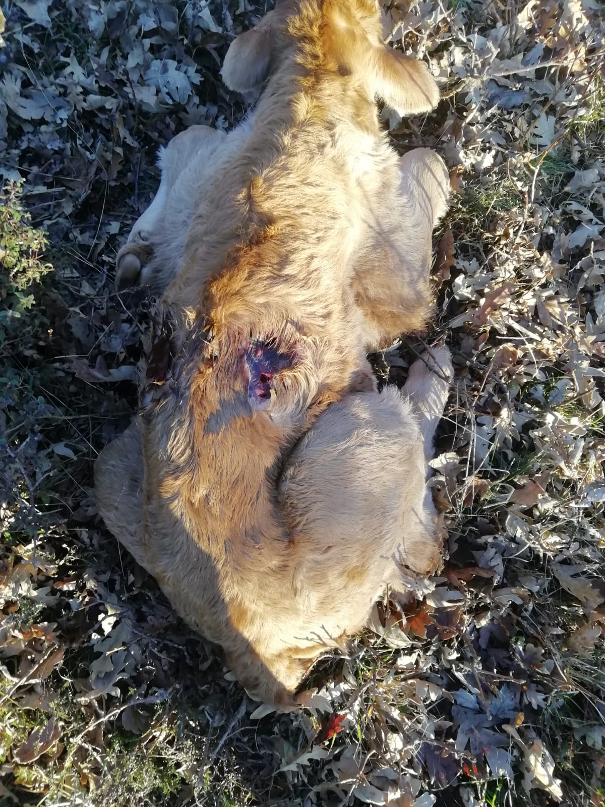 Dos nuevos ataques de buitres al ganado de una explotación de Cuillas del Valle Dos nuevos ataques de buitres al ganado de una explotación de Cuillas del Valle