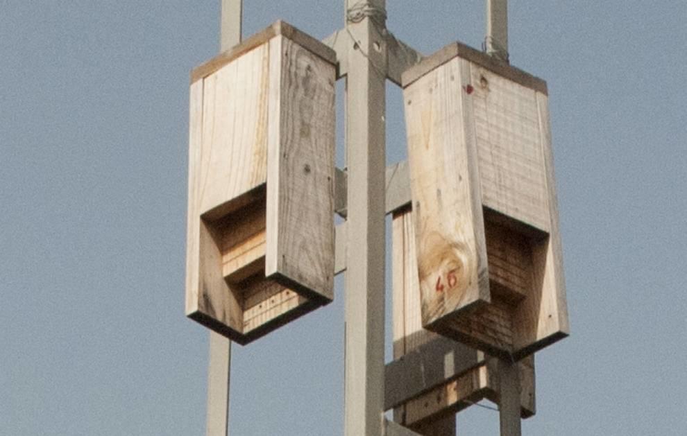 Inmaculada Chazarra, Concejala de Patrimonio Natural nos habla de recuperación de especies Inmaculada Chazarra, Concejala de Patrimonio Natural nos habla de recuperación de especies