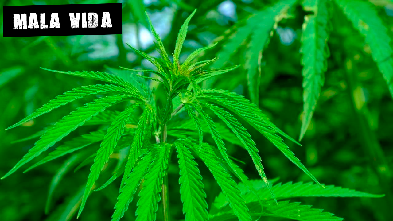 ¿Es Granada la capital europea de la marihuana? ¿Es Granada la capital europea de la marihuana?