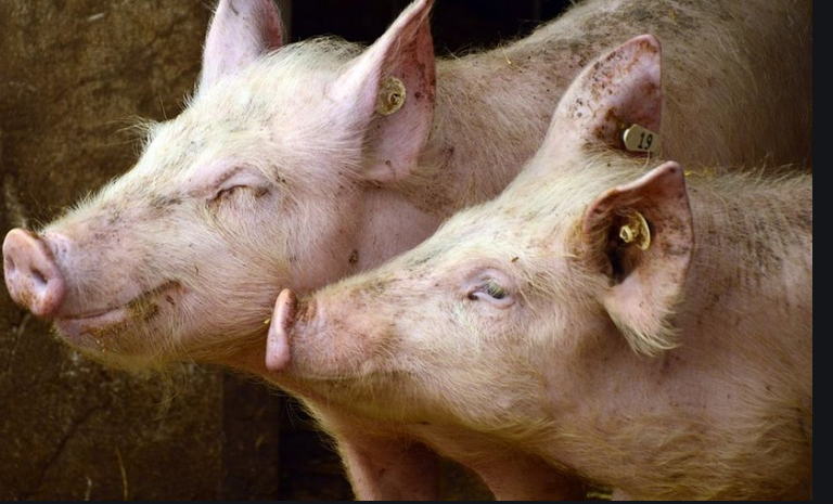Mata a tiros a tres cerdos y deja los cuerpos en una cueva de La Gomera Mata a tiros a tres cerdos y deja los cuerpos en una cueva de La Gomera