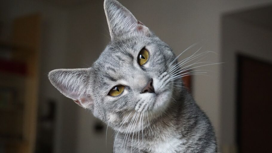 Una mujer ense&ntilde;a a "hablar" a su gato y &eacute;ste se queja de la m&uacute;sica