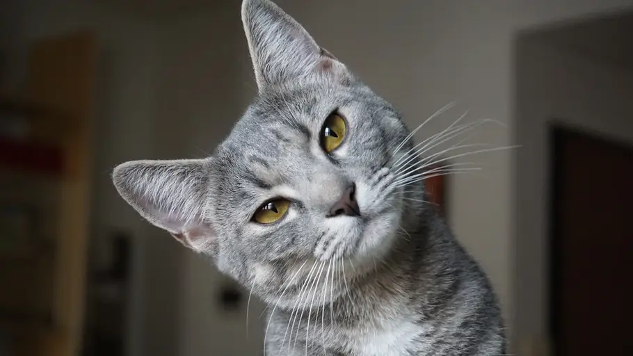 Una mujer enseña a "hablar" a su gato y éste se queja de la música Una mujer enseña a "hablar" a su gato y éste se queja de la música