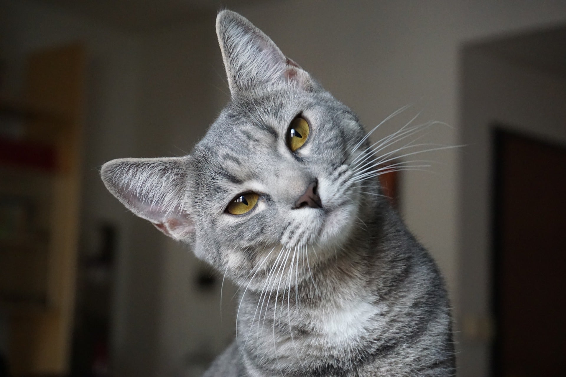 ¿Por qué tose mi gato? ¿Por qué tose mi gato?