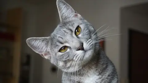 Una mujer enseña a "hablar" a su gato y éste se queja de la música Una mujer enseña a "hablar" a su gato y éste se queja de la música