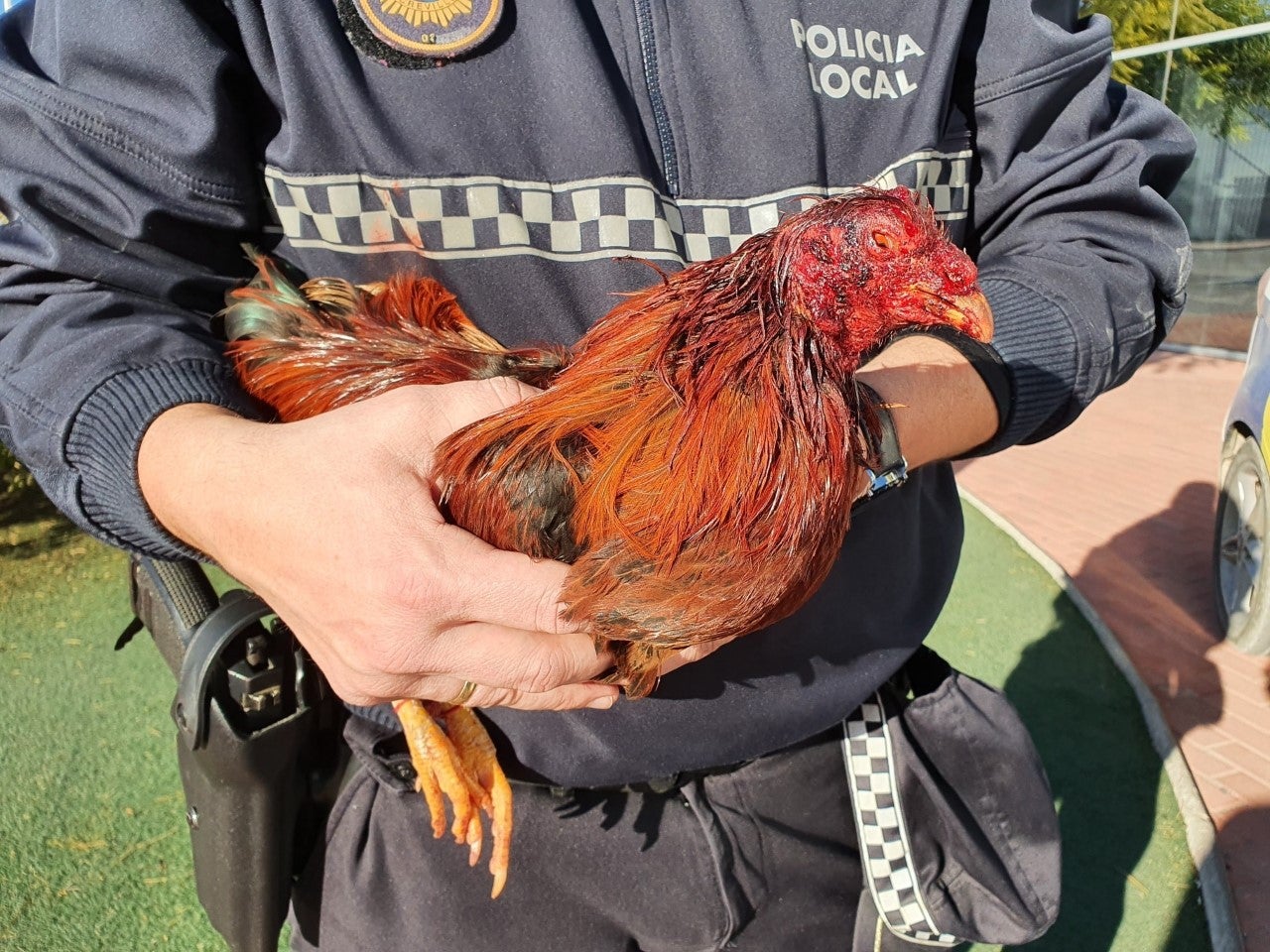 Mesa de Redacción: Plaga de gallos Mesa de Redacción: Plaga de gallos