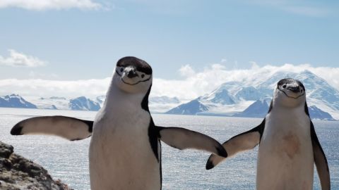 Pareja de pingüinos en la Antártida