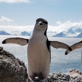 Pareja de pingüinos en la Antártida