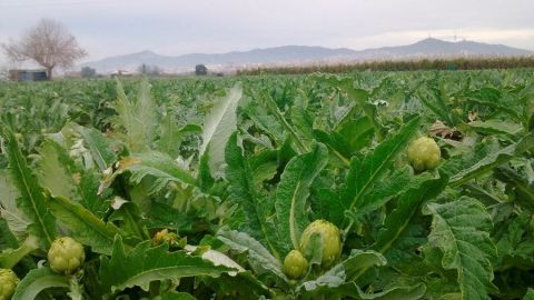 Agricultura