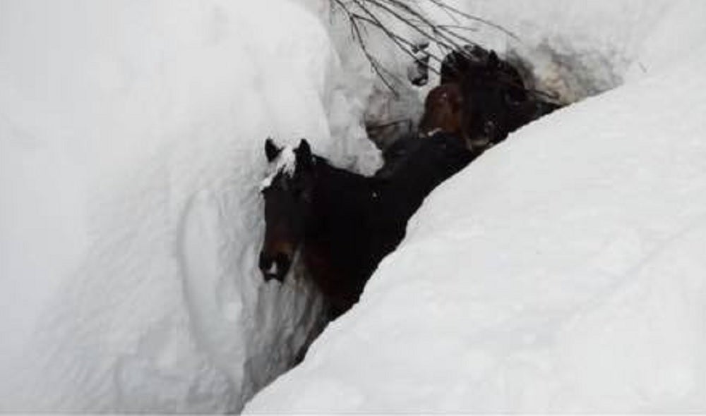 El emotivo rescate a unas yeguas enterradas en la nieve en Burgos El emotivo rescate a unas yeguas enterradas en la nieve en Burgos
