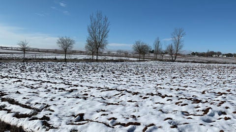 El campo de Ciudad Real se ha beneficiado de "Filomena"