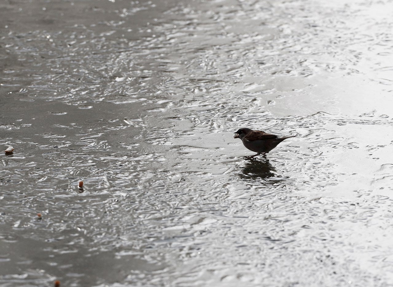 ¿Se pueden morir las aves como consecuencia del frío extremo, hielo y nieve que ha dejado Filomena? ¿Se pueden morir las aves como consecuencia del frío extremo, hielo y nieve que ha dejado Filomena?