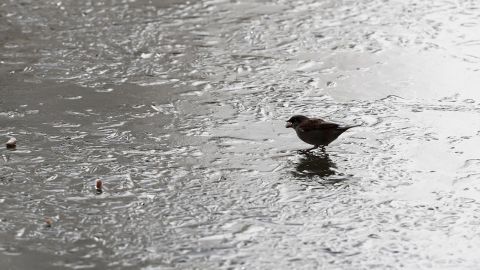Una helada en Pamplona tras el paso de Filomena