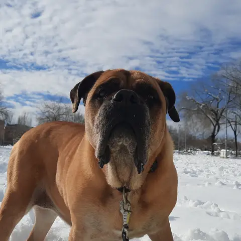 Paseo de perros en San Sebastián Reyes Paseo de perros en San Sebastián Reyes