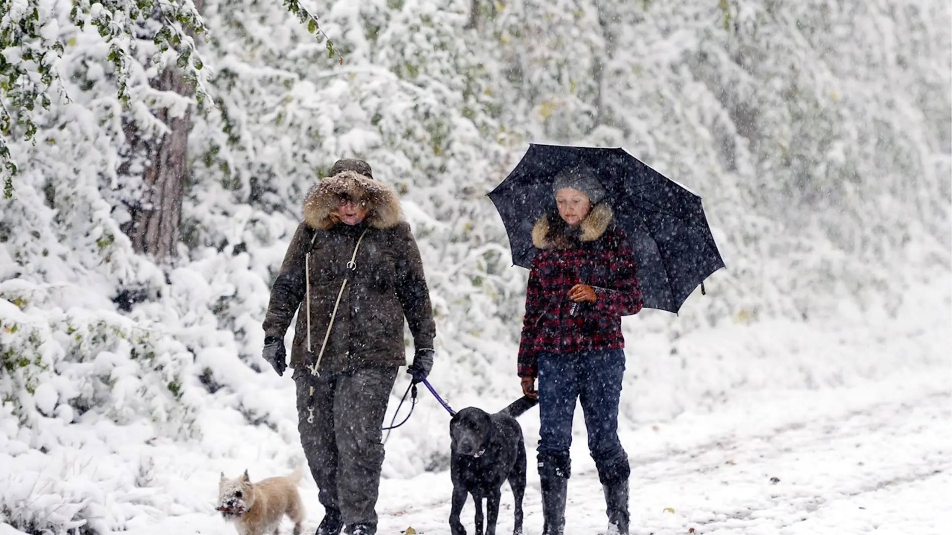 Dos personas pasean a sus perros en la nieve