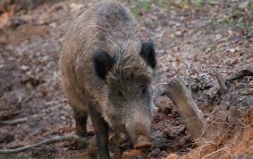 Medio Ambiente convoca as axudas para prever os ataques de fauna silvestre en 2021 Medio Ambiente convoca as axudas para prever os ataques de fauna silvestre en 2021