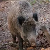 Medio Ambiente convoca as axudas para prever os ataques de fauna silvestre en 2021 Medio Ambiente convoca as axudas para prever os ataques de fauna silvestre en 2021