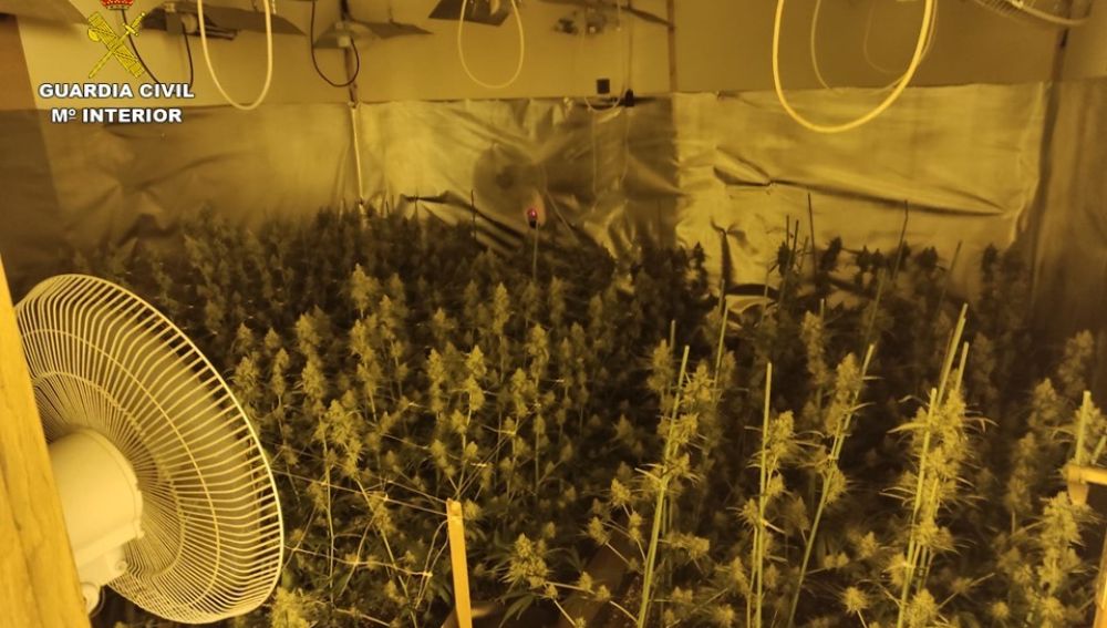 Plantación de marihuana del grupo desarticulado.