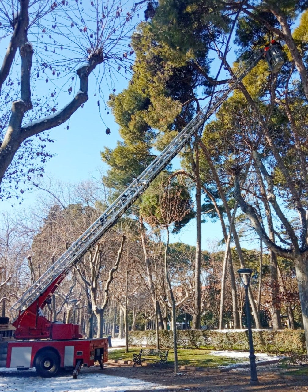 Continúan los trabajos de limpieza en la capital oscense tras el paso de Filomena Continúan los trabajos de limpieza en la capital oscense tras el paso de Filomena