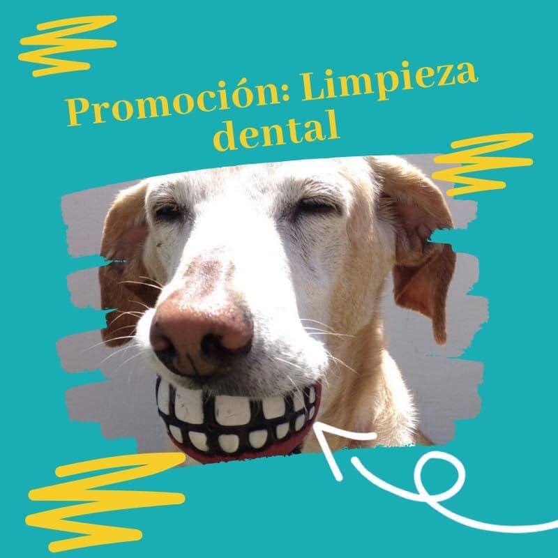 Veterinario de Cabecera 26/01/2021 Veterinario de Cabecera 26/01/2021