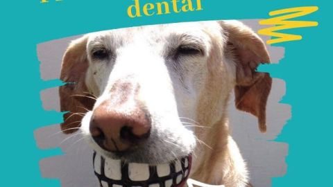 Veterinarito de Cabecera 26/01/2021