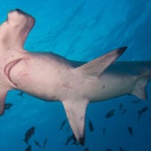Tiburón martillo común