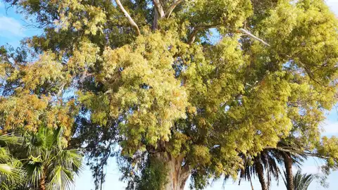 Dámaso Aparicio, aprobará en sesión plenaria la protección de 171 árboles del municipio, declarándolos ‘Árboles Monumentales de Interés Local’ Arboles