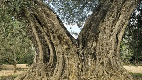 Dámaso Aparicio, concejal de medioambiente, llevará a pleno este catálogo para que sea efectiva su protección Arbol