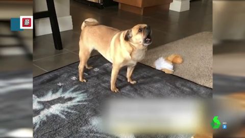 Perro atragantado