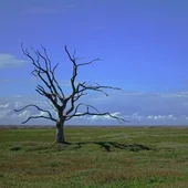 ¿Es posible que los seres humanos logren reducir las emisiones de CO2? ¿Es posible que los seres humanos logren reducir las emisiones de CO2?