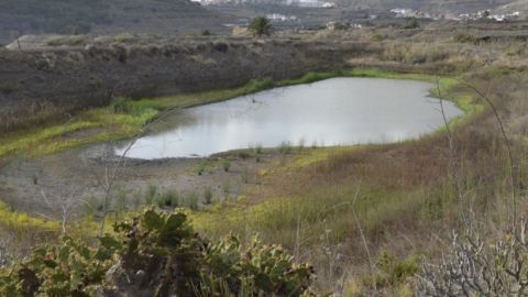 Charca de San Lorenzo, Rafael_Amador_SEO_BirdLife