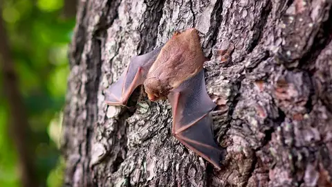 Imagen de archivo de un murciélago Imagen de archivo de un murciélago