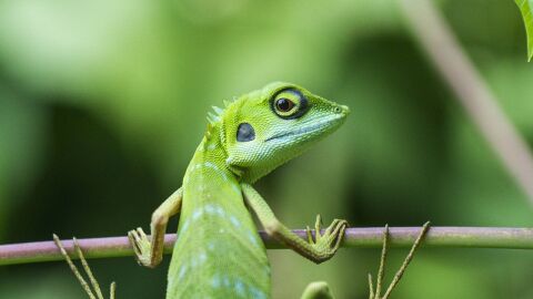 Otros animales de Como el Perro y el Gato. En esta fotograf&iacute;a... un reptil