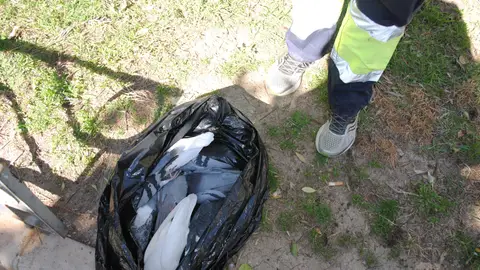 Se ha detectado la presencia de más de una veintena de ejemplares de palomas muertas en la Glorieta Gabriel Miró palomas