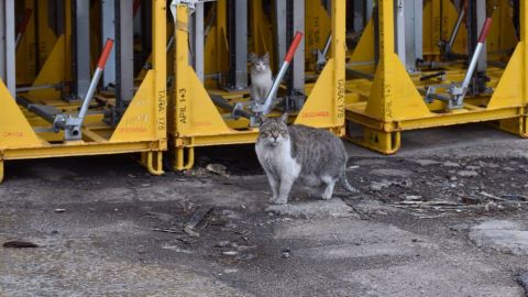 Colonia felina en la f&aacute;brica de SEAT