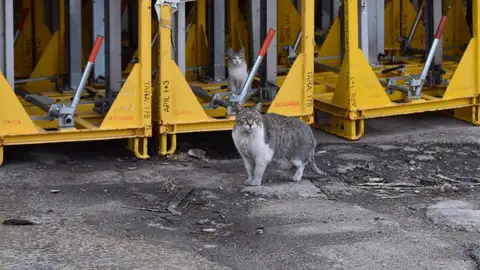 Colonia felina en la fábrica de SEAT Colonia felina en la fábrica de SEAT