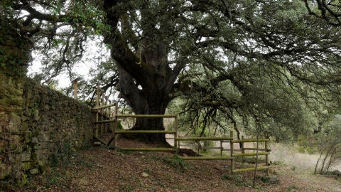 Carrasca milenaria de Lecina