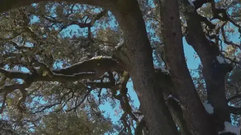 La Carrasca milenaria de Lecina en Huesca busca convertirse en el Árbol Europeo del año 2021 La Carrasca milenaria de Lecina en Huesca busca convertirse en el Árbol Europeo del año 2021