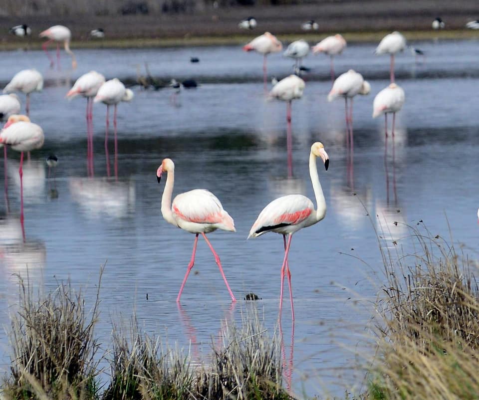 La Reserva Ornitológica de ‘Los Charcones’ de Miguel Esteban vive uno de sus mejores momentos La Reserva Ornitológica de ‘Los Charcones’ de Miguel Esteban vive uno de sus mejores momentos