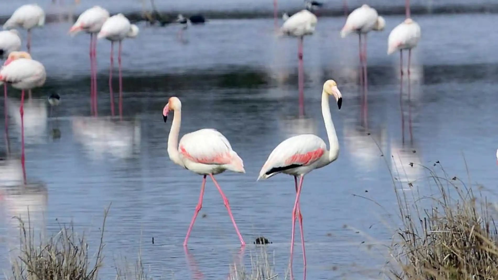 La Reserva Ornitológica de ‘Los Charcones’ de Miguel Esteban vive uno de sus mejores momentos