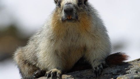 Marmota Marmota