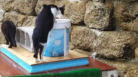 Gato en Cádiz Gato en Cádiz
