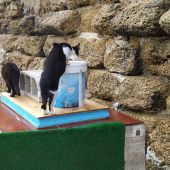 Gato en Cádiz