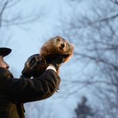El día de la Marmota: imagen de la marmota Phil